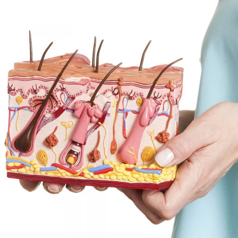 Дерматология | incomed